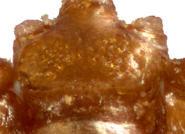 1.2